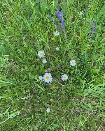 Zivahna Hisa Sveti Jurij ob Scavnici